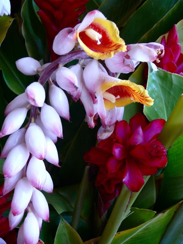 Ginger-orchid