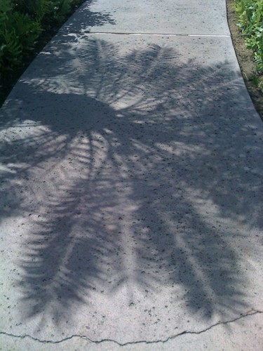 Tree-shadow