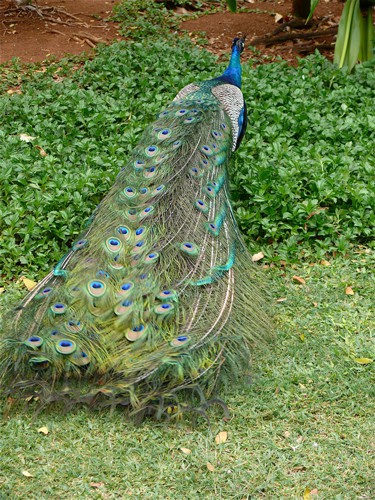 Peacock