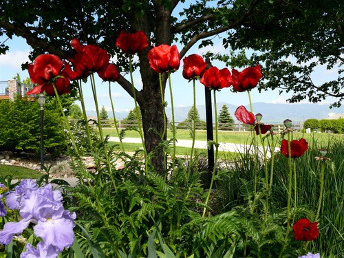 Poppy-garden