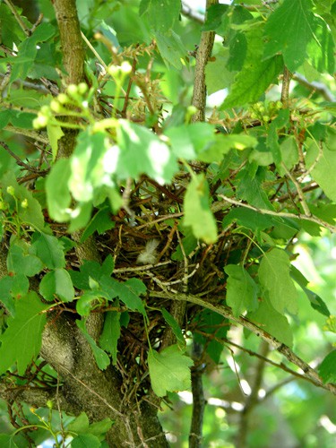 Birds-nest