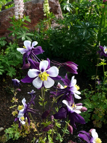 Columbine