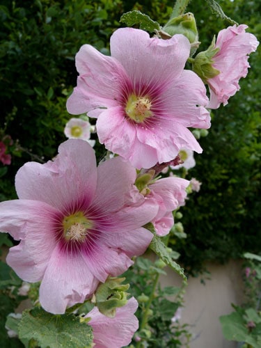 Hollyhocks