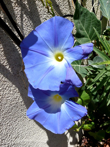 Morning-glories