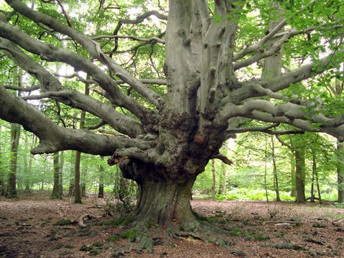 Ancient-tree