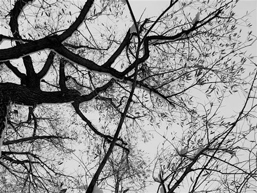 Branches