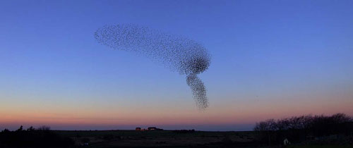 Starlings-3