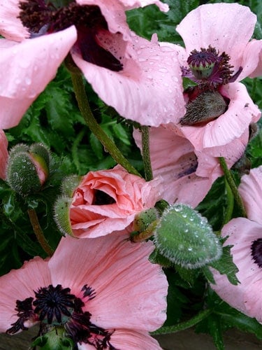 Poppies