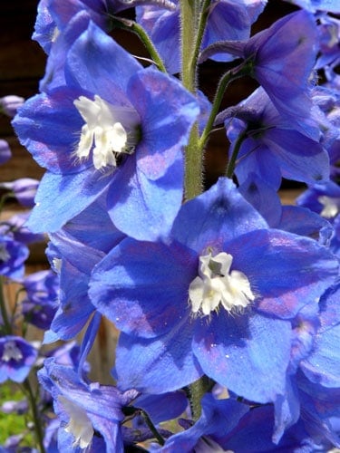 Dephiniums