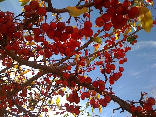 Crabapples