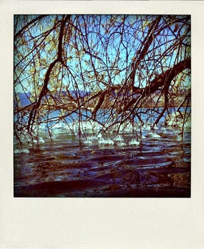 Branches