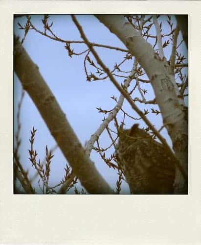 Owl Owl