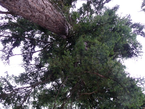 Big-tree