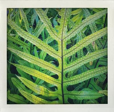 Fern-1