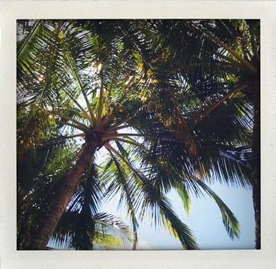 Palms-1