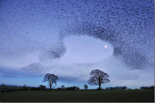 Murmuration-of-Gretna-Green