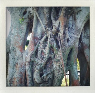 Tree-vines-1