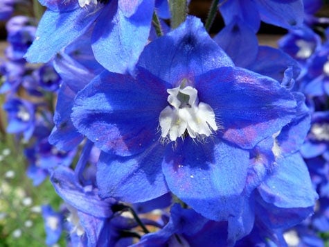 Delphinium